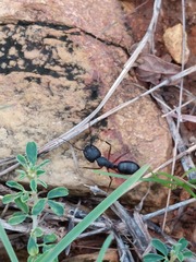 Camponotus compressus