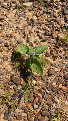 Heliotropium indicum