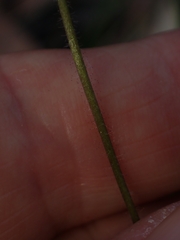 Glossodia minor