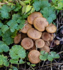 Desarmillaria tabescens