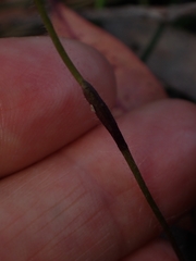 Glossodia minor