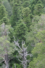 Abies nordmanniana