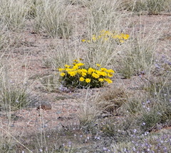 Gazania lichtensteinii