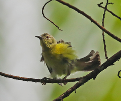 Anthreptes malacensis