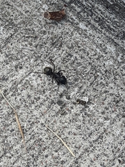 Camponotus pennsylvanicus