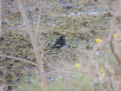 Hymenops perspicillatus