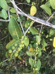 Ficus burtt-davyi image