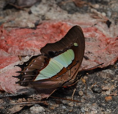 Polyura athamas