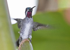 Heliomaster longirostris