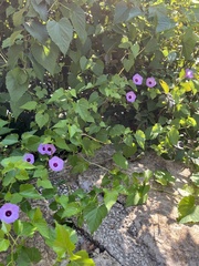Ipomoea cordatotriloba