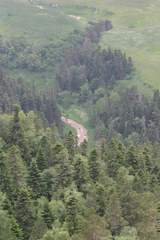 Abies nordmanniana