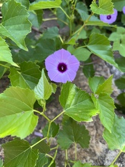 Ipomoea cordatotriloba