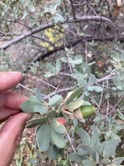Quercus grisea