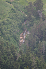 Abies nordmanniana