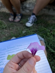 Ipomoea cordatotriloba