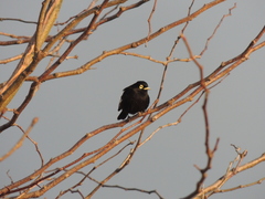 Hymenops perspicillatus