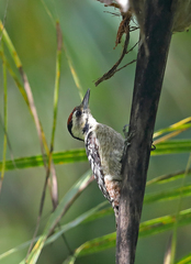 Dendrocopos analis
