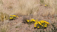 Gazania lichtensteinii