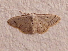 Idaea minuscularia