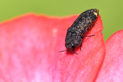 Acmaeodera ruficaudis