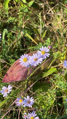 Symphyotrichum oolentangiense