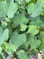 Ampelopsis