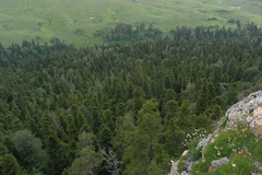 Abies nordmanniana