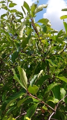 Chionanthus virginicus