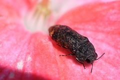 Acmaeodera ruficaudis