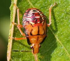 Podisus maculiventris
