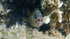Serranus scriba