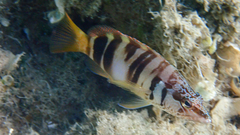 Serranus scriba