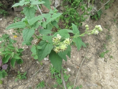 Montanoa tomentosa