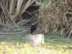 Hymenops perspicillatus