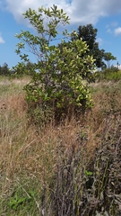 Chionanthus virginicus