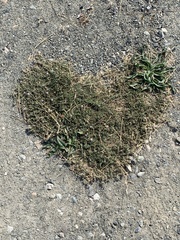 Spergularia rubra