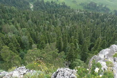 Abies nordmanniana