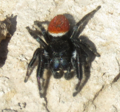 Phidippus carneus