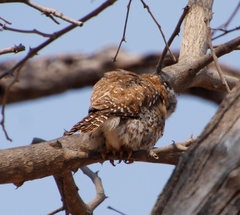 Glaucidium perlatum