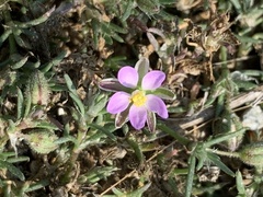 Spergularia rubra