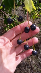 Chionanthus virginicus