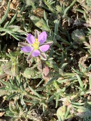 Spergularia rubra