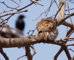 Dicrurus adsimilis apivorus