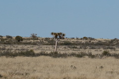 Aloidendron dichotomum