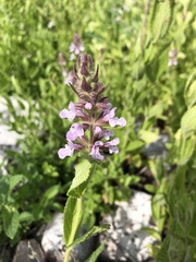 Stachys pilosa