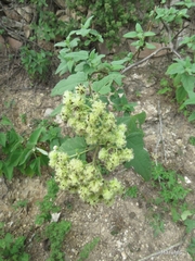 Montanoa tomentosa