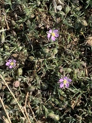 Spergularia rubra