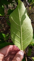 Chionanthus virginicus