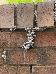 Coprinellus disseminatus