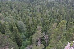 Abies nordmanniana